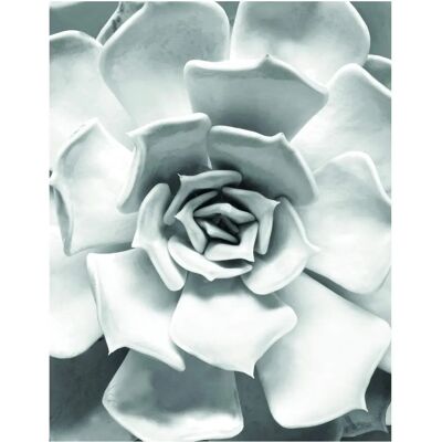 KOMAR Succulent Closeup Bunt Poster - Poster KOMAR Succulent Closeup Bunt Poster - Poster