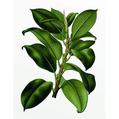 KOMAR Elastica Tree Poster - Pflanzen, Bunt - 40x50cm KOMAR Elastica Tree Poster - Pflanzen, Bunt - 40x50cm