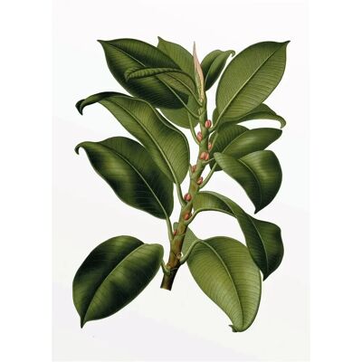 KOMAR - Elastica Tree - bunt - 30x40cm - Poster KOMAR - Elastica Tree - bunt - 30x40cm - Poster