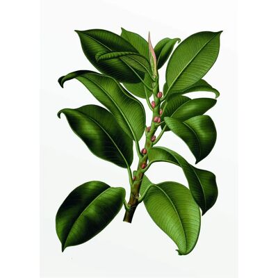 KOMAR - Elastica Tree - bunt - 30x40cm - Poster KOMAR - Elastica Tree - bunt - 30x40cm - Poster