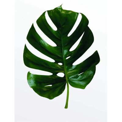 KOMAR Monstera Blatt Grün Poster - Indoor Dekoration KOMAR Monstera Blatt Grün Poster - Indoor Dekoration