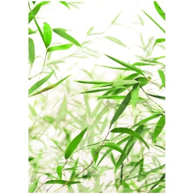 KOMAR - Bamboo Leaves - 30x40cm - bunt - Poster KOMAR - Bamboo Leaves - 30x40cm - bunt - Poster