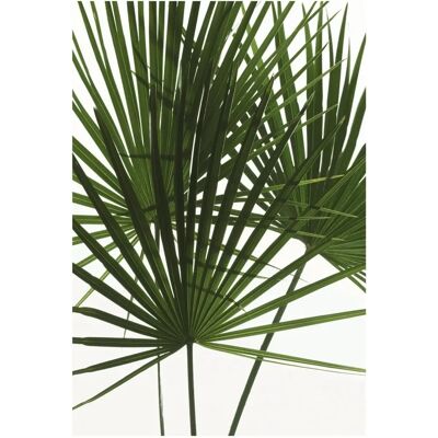 KOMAR Palmtree Leaves zöld beltéri poszter - Poszter KOMAR Palmtree Leaves zöld beltéri poszter - Poszter