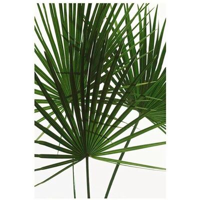 KOMAR Palmtree Leaves grünes Poster - Indoor-Bereich KOMAR Palmtree Leaves grünes Poster - Indoor-Bereich
