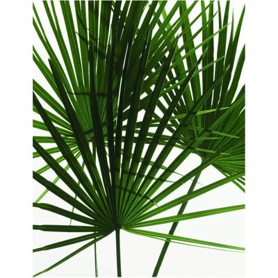 KOMAR Palmtree Leaves grünes Poster - Indoor-Bereich KOMAR Palmtree Leaves grünes Poster - Indoor-Bereich