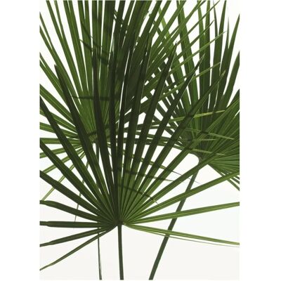 KOMAR Palmtree Leaves Grünes Poster - Poster KOMAR Palmtree Leaves Grünes Poster - Poster