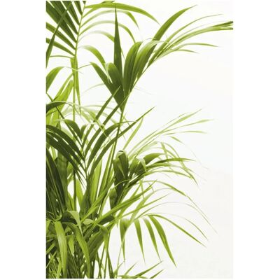 KOMAR - Reed Leaves - 50x70 cm - Poster KOMAR - Reed Leaves - 50x70 cm - Poster