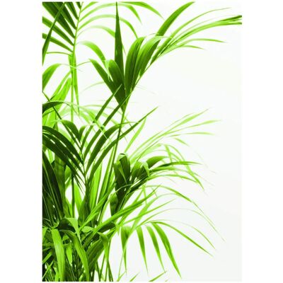 KOMAR Reed Leaves Poster - Pflanzen Blätter - 40cm x 30cm - Poster KOMAR Reed Leaves Poster - Pflanzen Blätter - 40cm x 30cm - Poster