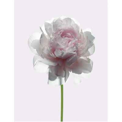 KOMAR Rose Rosa Blumen Rechteckiges Wandposter - Poster KOMAR Rose Rosa Blumen Rechteckiges Wandposter - Poster
