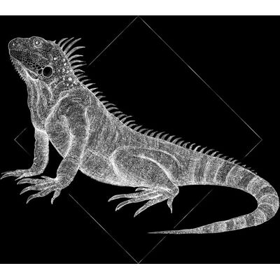 Póster KOMAR Iguana Black - Animales - 70cm x 40cm Póster KOMAR Iguana Black - Animales - 70cm x 40cm