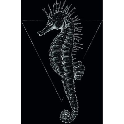 KOMAR Seepferdchen Schwarz Poster - Tiere KOMAR Seepferdchen Schwarz Poster - Tiere