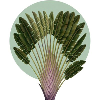 KOMAR Jardin Botanique Palmier Pinné Art Mural - Décor Vert Tropical KOMAR Jardin Botanique Palmier Pinné Art Mural - Décor Vert Tropical