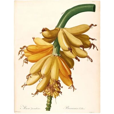 KOMAR - Plantains - 40x50 cm - Grün - Poster KOMAR - Plantains - 40x50 cm - Grün - Poster