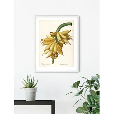 KOMAR - Plantains - 30x40 cm - Vert - Poster KOMAR - Plantains - 30x40 cm - Vert - Poster