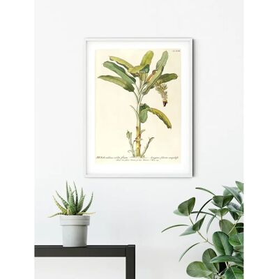 KOMAR Rainforest Sapling Poster - Wall Art KOMAR Rainforest Sapling Poster - Wall Art