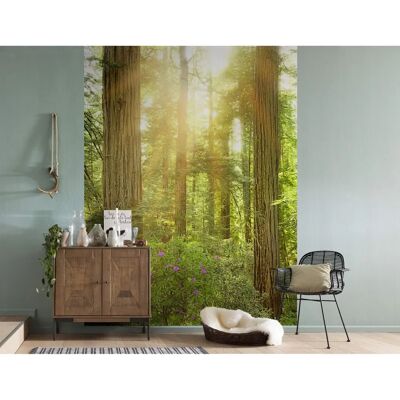 KOMAR Redwood Wandtapete - Bunt, 200x260cm - Tapete KOMAR Redwood Wandtapete - Bunt, 200x260cm - Tapete