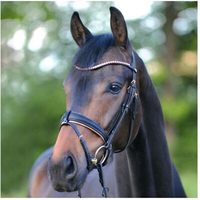 Bridon de poney Kavalkade - Rose/Noir - Bridon pour cheval - Publicité Bridon de poney Kavalkade - Rose/Noir - Bridon pour cheval - Publicité