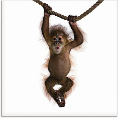 ARTLAND - Baby Sumatra Orang-Utan am Seil - Glas-Wandbild ARTLAND - Baby Sumatra Orang-Utan am Seil - Glas-Wandbild