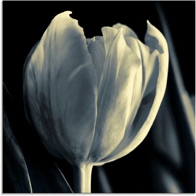 ARTLAND Tulpe Glasbild - Wanddekoration ARTLAND Tulpe Glasbild - Wanddekoration
