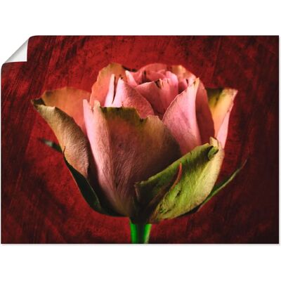 ARTLAND - Rosa Rose - 40x30 cm - Pink Wall art ARTLAND - Rosa Rose - 40x30 cm - Pink Wall art