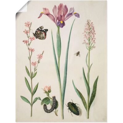 ARTLAND - Admiral Rose Iris Knabenkraut - beige - Poster ARTLAND - Admiral Rose Iris Knabenkraut - beige - Poster