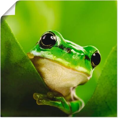 ARTLAND - Ausspähender Frosch - Alu-Dibond - 50x50 cm - Wandkunst ARTLAND - Ausspähender Frosch - Alu-Dibond - 50x50 cm - Wandkunst