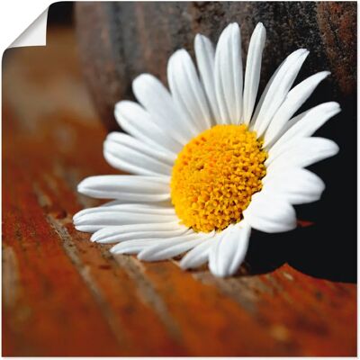 ARTLAND - Margeriten Stillleben - 30x30 cm - Wall art ARTLAND - Margeriten Stillleben - 30x30 cm - Wall art