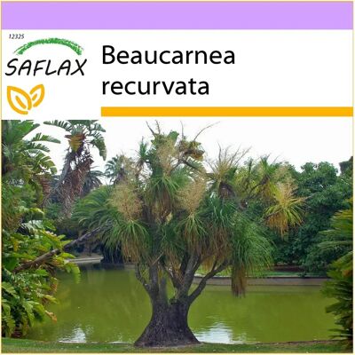 Saflax - Palmier Queue de Cheval - 10 graines - Succulente mexicaine - Plante - Publicité Saflax - Palmier Queue de Cheval - 10 graines - Succulente mexicaine - Plante - Publicité