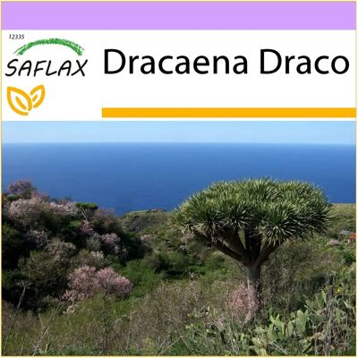 Saflax Dracaena Draco - Arbre persistant résistant - Publicité Saflax Dracaena Draco - Arbre persistant résistant - Publicité