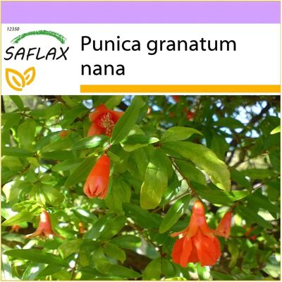 Saflax - Grenadier nain - 50 graines - Fleurs abondantes - Type de produit - Publicité Saflax - Grenadier nain - 50 graines - Fleurs abondantes - Type de produit - Publicité