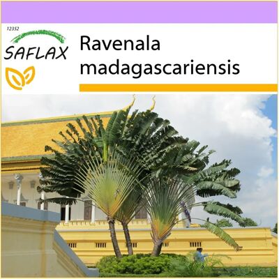 Saflax Ravenala madagascariensis - Graines de plante - Publicité Saflax Ravenala madagascariensis - Graines de plante - Publicité