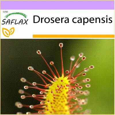 Saflax - Sonnentau d'Afrique - 200 graines - Plante carnivore - Publicité Saflax - Sonnentau d'Afrique - 200 graines - Plante carnivore - Publicité
