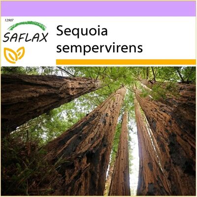 Saflax - Séquoia côtier - 50 graines - Sequoia sempervirens - Arbre à feuillage persistant - Publicité Saflax - Séquoia côtier - 50 graines - Sequoia sempervirens - Arbre à feuillage persistant - Publicité
