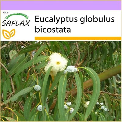 Saflax Eucalyptus globulus - 100 graines - Type d'arbre - Publicité Saflax Eucalyptus globulus - 100 graines - Type d'arbre - Publicité
