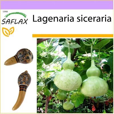 Saflax Lagenaria siceraria - Graines pour Calabasse - Publicité Saflax Lagenaria siceraria - Graines pour Calabasse - Publicité