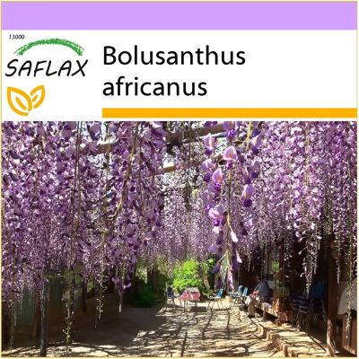 Saflax - Arbre Glycine Africain - 15 graines - Afrique du Sud - Publicité Saflax - Arbre Glycine Africain - 15 graines - Afrique du Sud - Publicité