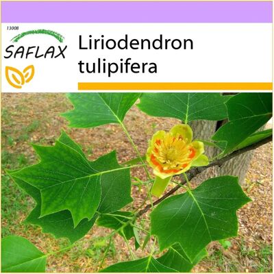 Saflax Arbre des tulipes - 20 graines - Liriodendron tulipifera - Publicité Saflax Arbre des tulipes - 20 graines - Liriodendron tulipifera - Publicité