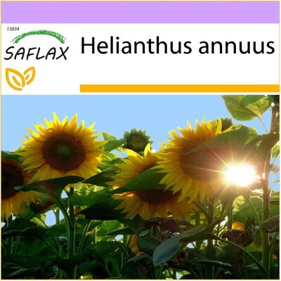 Saflax Helianthus annuus - Tournesol Titan - 20 graines - Publicité Saflax Helianthus annuus - Tournesol Titan - 20 graines - Publicité