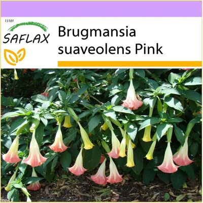 SAFLAX - Trompette d'Ange Rose - 10 Semences - Graines de fleurs - Publicité SAFLAX - Trompette d'Ange Rose - 10 Semences - Graines de fleurs - Publicité