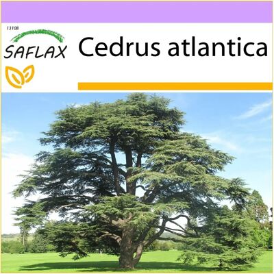 Saflax - 20 graines - Cèdre de l'Atlas - Arbre - Publicité Saflax - 20 graines - Cèdre de l'Atlas - Arbre - Publicité