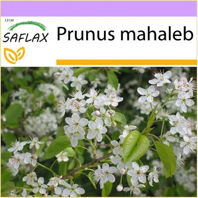 Saflax - Cerisier de Sainte-Lucie - Fleurs aromatiques - Résistant au gel - Arbre - Publicité Saflax - Cerisier de Sainte-Lucie - Fleurs aromatiques - Résistant au gel - Arbre - Publicité