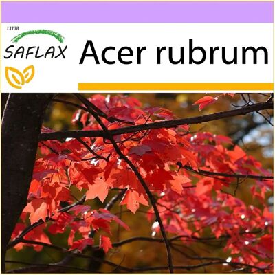 Saflax - Érable Rouge - 20 Graines - Résistant au Gel - Rouge d'Automne - Arbre - Publicité Saflax - Érable Rouge - 20 Graines - Résistant au Gel - Rouge d'Automne - Arbre - Publicité