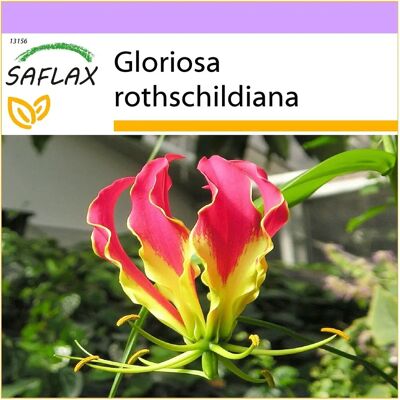Saflax - Rothschildiana - Lis grimpant - 15 graines - Publicité Saflax - Rothschildiana - Lis grimpant - 15 graines - Publicité