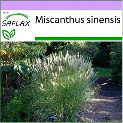 Saflax Herbe d'Argent Chinoise - 200 graines - Miscanthus sinensis - Herbe haute - Publicité Saflax Herbe d'Argent Chinoise - 200 graines - Miscanthus sinensis - Herbe haute - Publicité