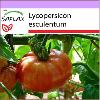 Saflax - 10 graines - Pink Brandywine - Tomate - Ancienne variété - Publicité Saflax - 10 graines - Pink Brandywine - Tomate - Ancienne variété - Publicité