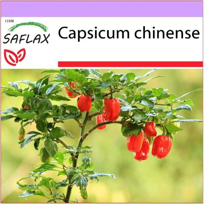 Saflax - Piment Habanero Rouge - 10 Graines - Arôme Tropical - Haute Piquant - Publicité Saflax - Piment Habanero Rouge - 10 Graines - Arôme Tropical - Haute Piquant - Publicité