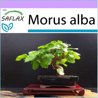 Saflax - Mûrier blanc - 200 graines - Bonsai - Morus alba - Publicité Saflax - Mûrier blanc - 200 graines - Bonsai - Morus alba - Publicité