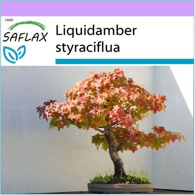 Saflax - Liquidamber styraciflua - 100 graines - Bonsai - Publicité Saflax - Liquidamber styraciflua - 100 graines - Bonsai - Publicité
