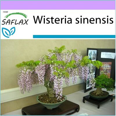 Saflax - Glycine de Chine - 4 graines - Bonsai - Publicité Saflax - Glycine de Chine - 4 graines - Bonsai - Publicité