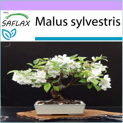 Saflax Malus sylvestris - Graines de Pommier Sauvage - 30 Seeds - Publicité Saflax Malus sylvestris - Graines de Pommier Sauvage - 30 Seeds - Publicité
